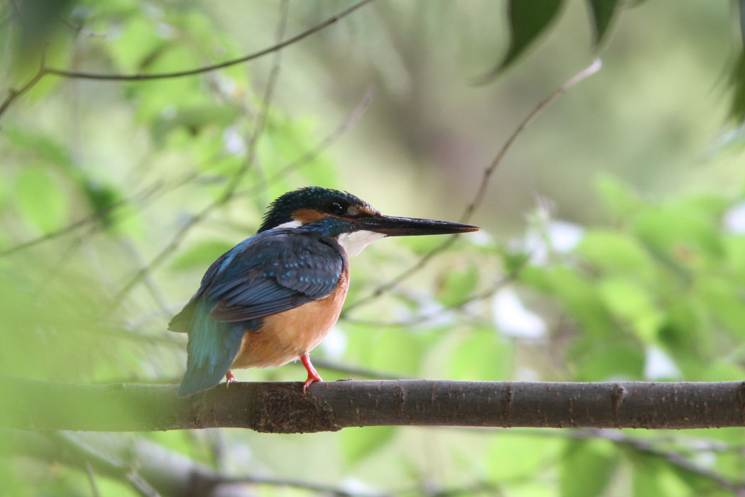 泉の森ではカワセミが子育て中のようです　エナガは幼鳥が親を追いかけていました